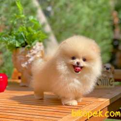 Irk Ve Sağlık Garantili Pomeranian Boo Yavrularımız 3