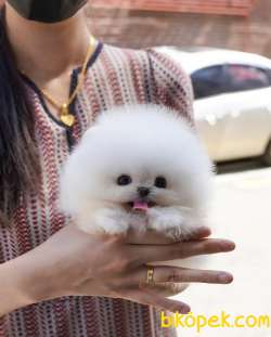 Irk Ve Sağlık Garantili Pomeranian Boo Yavrularımız 1