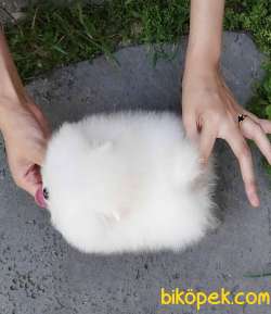 Irk Ve Sağlık Garantili Pomeranian Boo Yavrularımız 2