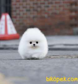 Irk Ve Sağlık Garantili Pomeranian Boo Yavrularımız 4