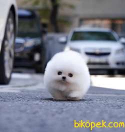 Irk Ve Sağlık Garantili Pomeranian Boo Yavrularımız 3