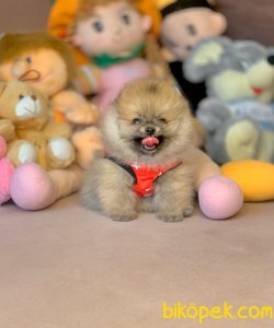 Irk Ve Sağlık Garantili Pomeranian Yavrular 4