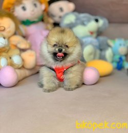 Irk Ve Sağlık Garantili Pomeranian Yavrular 2