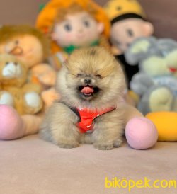 Irk Ve Sağlık Garantili Pomeranian Yavrular 3