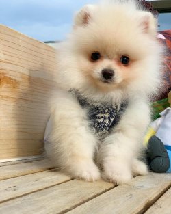 Irk Ve Sağlık Garantili PomeranianBoo Yavrularımızdan 5