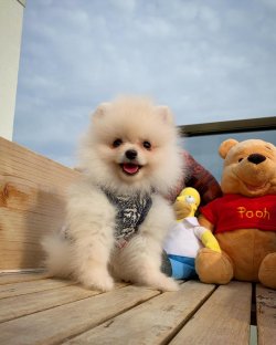 Irk Ve Sağlık Garantili PomeranianBoo Yavrularımızdan 4
