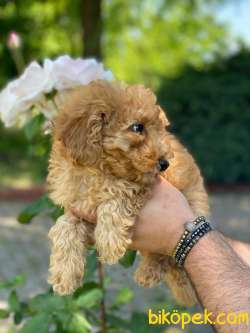 IRK VE SAĞLIK GARANTİLİ POODLE YAVRULARIMIZZ 1