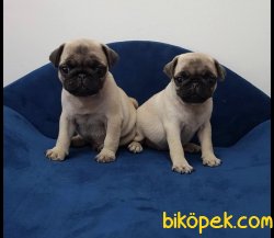 Irk Ve Sağlık Garantili Pug Mops Yavrular 3