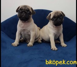 Irk Ve Sağlık Garantili Pug Mops Yavrular 2