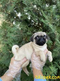IRK VE SAĞLIK GARANTİLİ PUG MOPS YAVRULARIMIZ 3