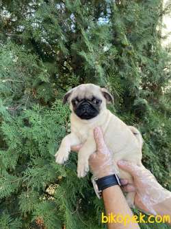 IRK VE SAĞLIK GARANTİLİ PUG MOPS YAVRULARIMIZ 2