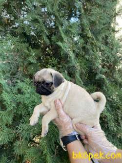 IRK VE SAĞLIK GARANTİLİ PUG MOPS YAVRULARIMIZ 5