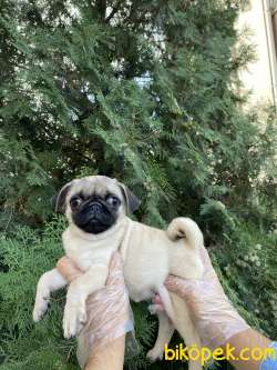 IRK VE SAĞLIK GARANTİLİ PUG MOPS YAVRULARIMIZ 4