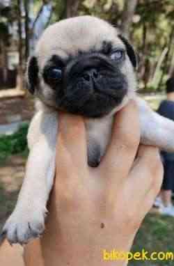 Irk Ve Sağlık Garantili Pug Yavrular 3