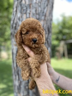 IRK VE SAĞLIK GARANTİLİ RED POODLE YAVRULARIMIZ 1