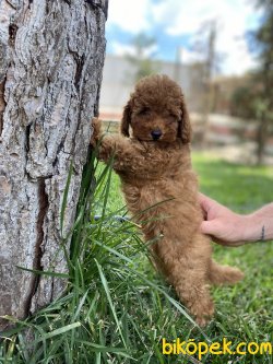 IRK VE SAĞLIK GARANTİLİ RED POODLE YAVRULARIMIZ 3