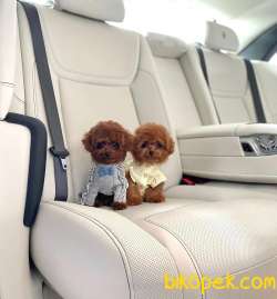 Irk Ve Sağlık Garantili Red Toy Poodle Yavrulari 1