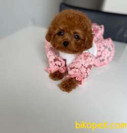 Irk Ve Sağlık Garantili Red Toy Poodle Yavrulari 5