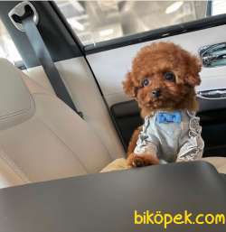 Irk Ve Sağlık Garantili Red Toy Poodle Yavrulari 4