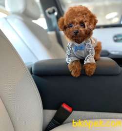 Irk Ve Sağlık Garantili Red Toy Poodle Yavrulari 2