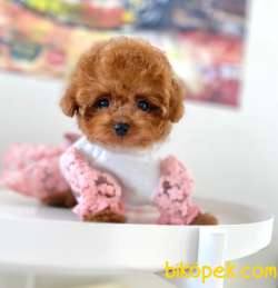 Irk Ve Sağlık Garantili Red Toy Poodle Yavrulari 3
