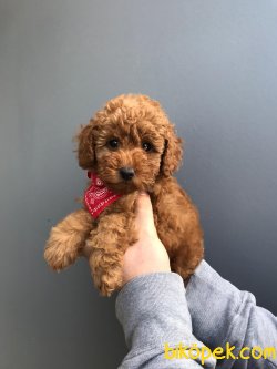 IRK VE SAĞLIK GARANTİLİ RED TOY POODLE YAVRULARIMIZ 2