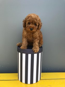 IRK VE SAĞLIK GARANTİLİ RED TOY POODLE YAVRULARIMIZ 3