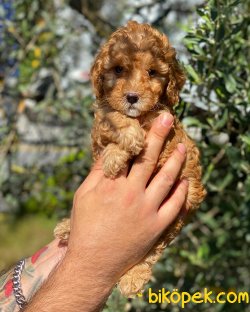 Irk Ve Sağlık Garantili Red Toy Poodle Yavrularımız 4