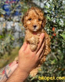 Irk Ve Sağlık Garantili Red Toy Poodle Yavrularımız 2