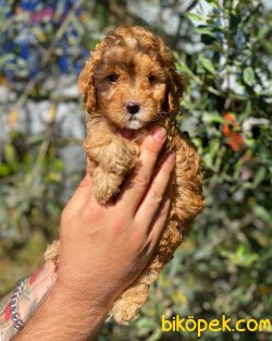 Irk Ve Sağlık Garantili Red Toy Poodle Yavrularımız 3