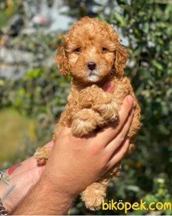 Irk Ve Sağlık Garantili Red Toy Poodle Yavrularımız 1