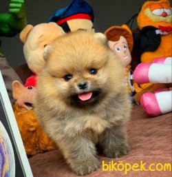 Irk Ve Sağlık Garantili Safkan Pomeranian Boo Yavrularımız 4