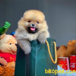 Irk Ve Sağlık Garantili Safkan Pomeranian Boo Yavrularımız 3