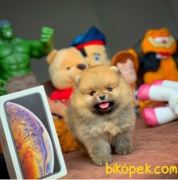 Irk Ve Sağlık Garantili Safkan Pomeranian Boo Yavrularımız 2