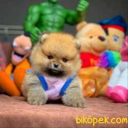 Irk Ve Sağlık Garantili Safkan Pomeranian Boo Yavrularımız 1