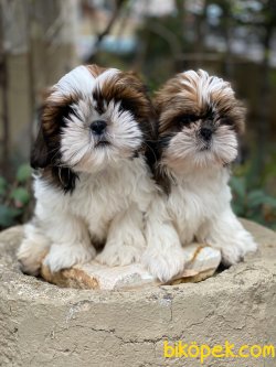 İrk Ve Saglik Garantili Shih Tzu Yavrularimiz 3
