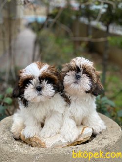 İrk Ve Saglik Garantili Shih Tzu Yavrularimiz 1