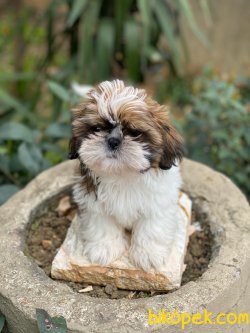 İrk Ve Saglik Garantili Shih Tzu Yavrularimiz 2