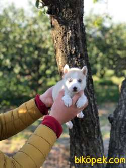 Irk Ve Sağlık Garantili Sibirya Kurdu(Husky) Yavrular 2