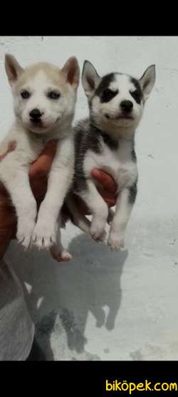 Irk Ve Sağlık Garantili Sibirya Kurdu(Husky) Yavrular 4