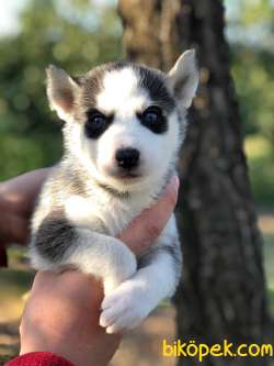 Irk Ve Sağlık Garantili Sibirya Kurdu(Husky) Yavrular 1