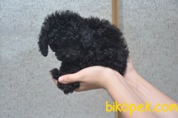 Irk Ve Sağlık Garantili Siyah Toy Poodle 3