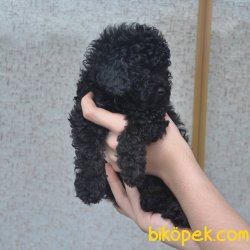 Irk Ve Sağlık Garantili Siyah Toy Poodle 2