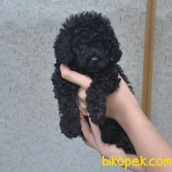 Irk Ve Sağlık Garantili Siyah Toy Poodle 1