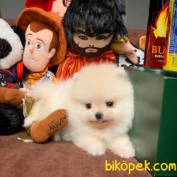 Irk Ve Sağlık Garantili Teacup Pomeranian Boo Yavrularımız 1