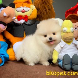Irk Ve Sağlık Garantili Teacup Pomeranian Boo Yavrularımız 3