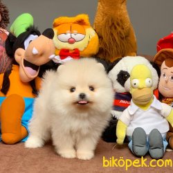 Irk Ve Sağlık Garantili Teacup Pomeranian Boo Yavrularımız 4