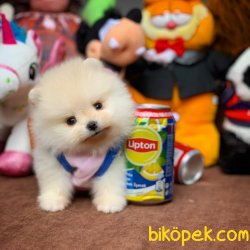Irk Ve Sağlık Garantili Teacup Pomeranian Boo Yavrularımız 2