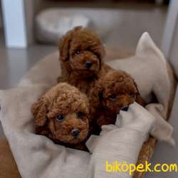 Irk Ve Sağlik Garantili Toy Poodle Bebekler 1