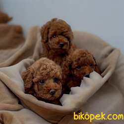 Irk Ve Sağlik Garantili Toy Poodle Bebekler 3